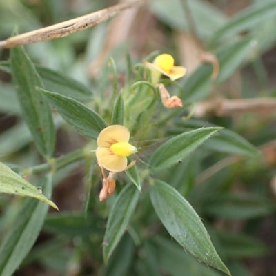 Stylosanthes fruticosa — flower