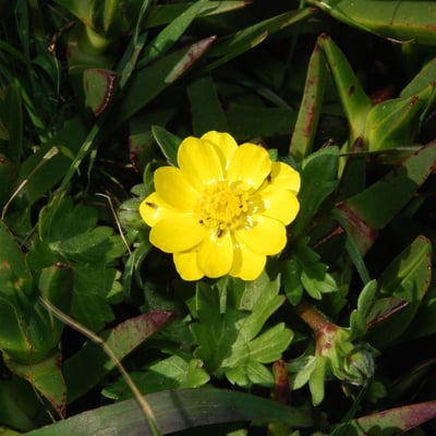 Ranunculus californicus — flower