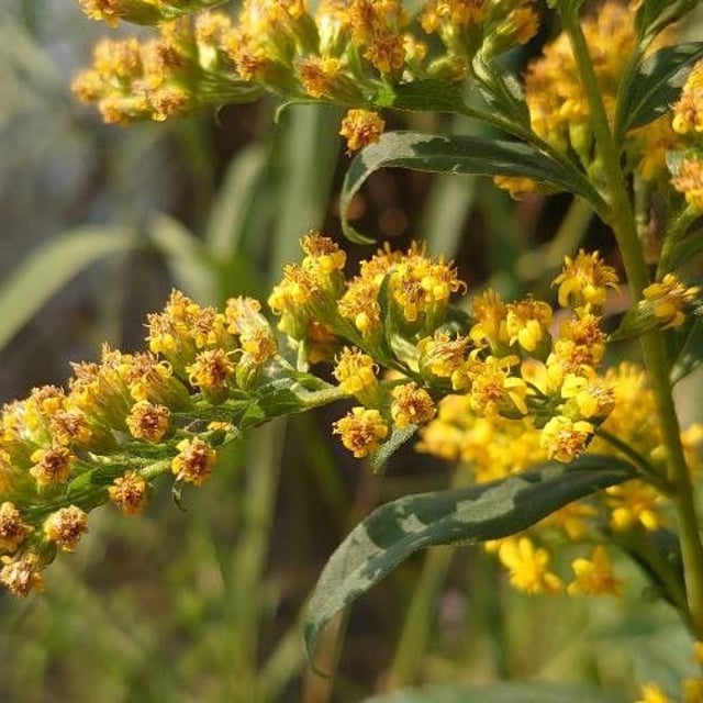 Solidago gigantea — flower