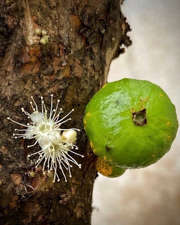 Brazilian grapetree