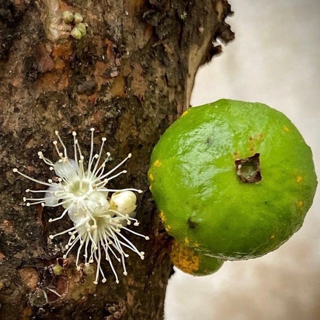 Brazilian grapetree