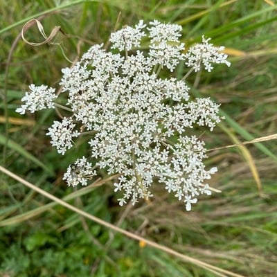 Seseli annuum — flower