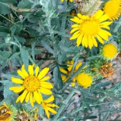 Heterotheca villosa — flower