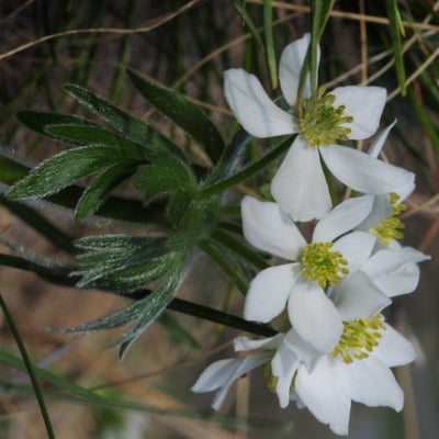 Anemone narcissiflora — flower