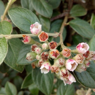 Cotoneaster franchetii — flower