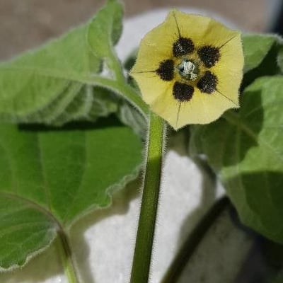 Physalis peruviana — flower