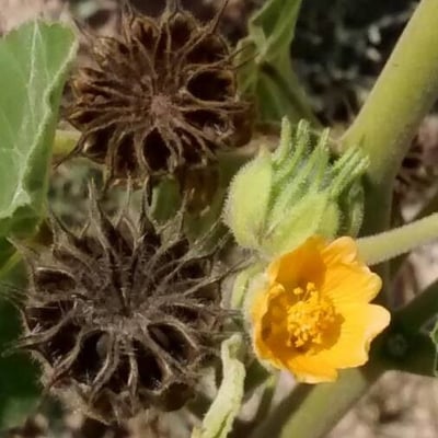Abutilon theophrasti — flower