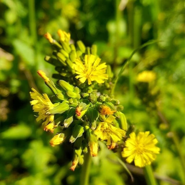 Youngia japonica — flower