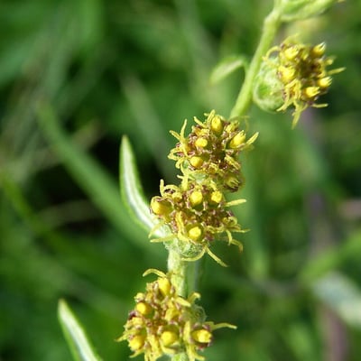 Artemisia verlotiorum — flower