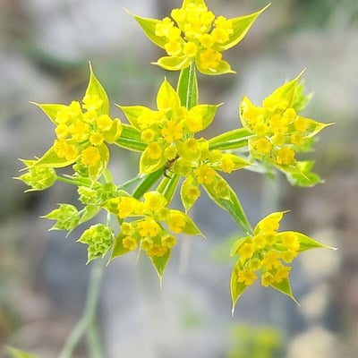 Bupleurum baldense — flower