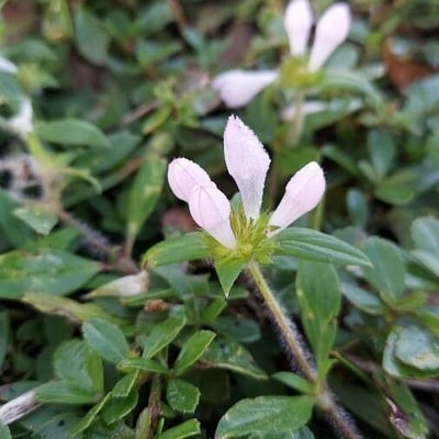 Richardia scabra — flower