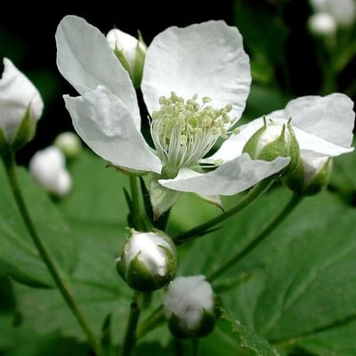 Rubus allegheniensis — flower