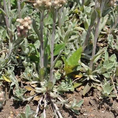 Antennaria howellii — flower