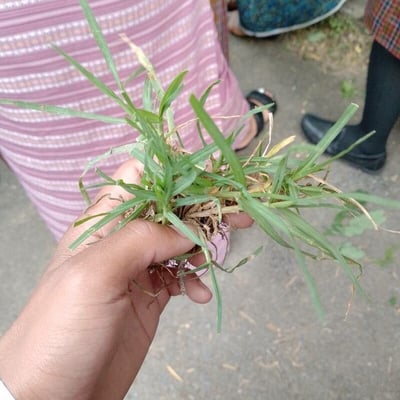 Cenchrus clandestinus — leaf