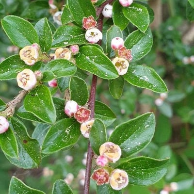 Cotoneaster divaricatus — flower