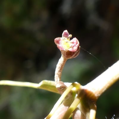 Centella asiatica — flower