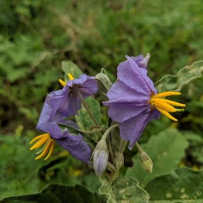 Solanum elaeagnifolium — flower