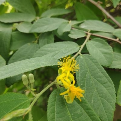 Grewia flavescens — flower