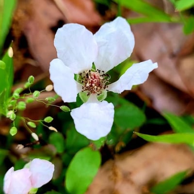 Rubus trivialis — flower