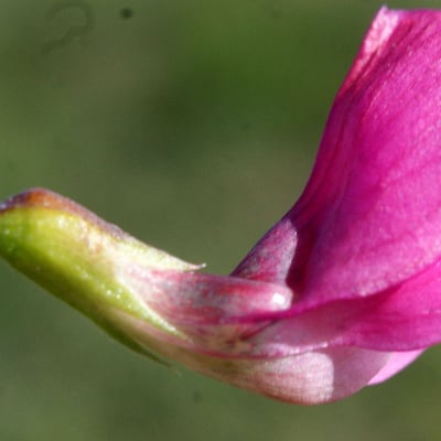 Lathyrus nissolia — flower