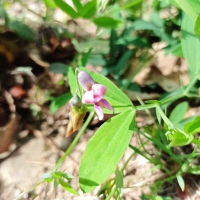 Lathyrus linifolius — flower