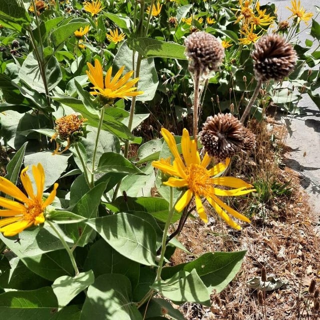 Balsamorhiza sagittata — flower