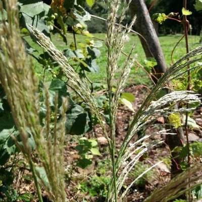 Digitaria insularis — flower