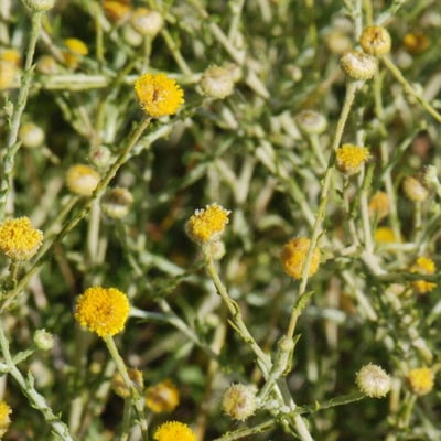 Pulicaria undulata — flower