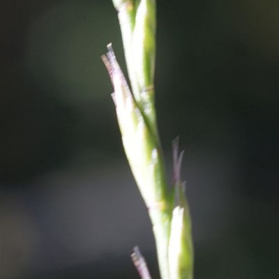Festuca lachenalii — flower