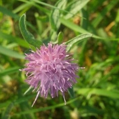 Centaurea pectinata — flower