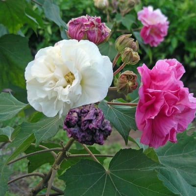 Hibiscus mutabilis — flower