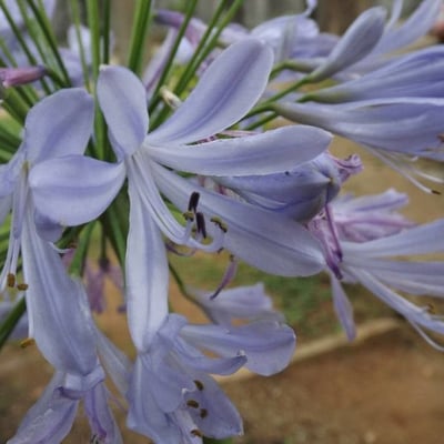 Agapanthus praecox — flower