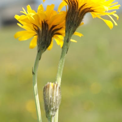 Scorzoneroides pyrenaica — flower