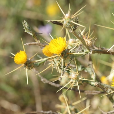 Centaurea solstitialis — flower