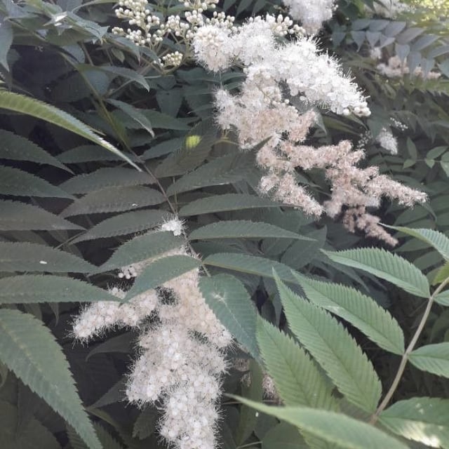 Sorbaria sorbifolia — flower