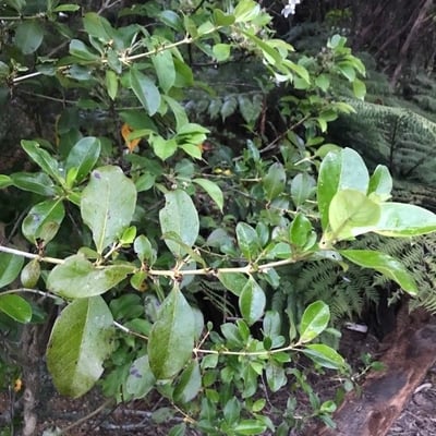 Coprosma robusta — leaf