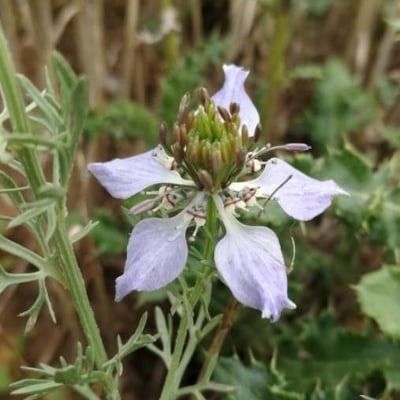 Nigella arvensis — flower