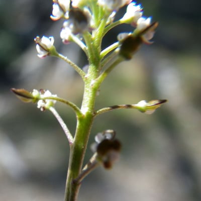 Teesdalia coronopifolia — flower