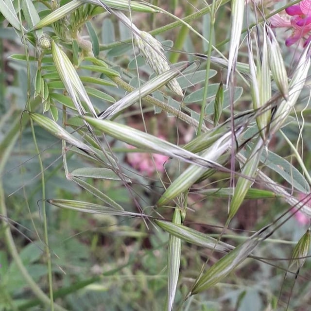 Avena fatua — flower
