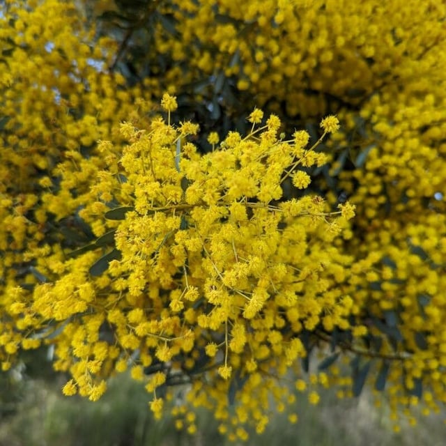 Acacia decora — flower