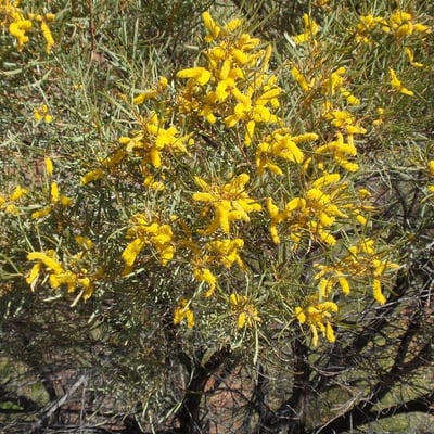 Acacia ligulata — flower