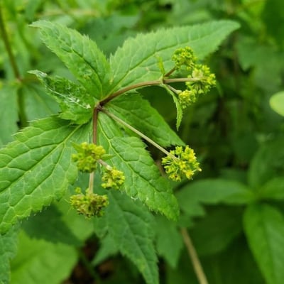 Sanicula canadensis — flower