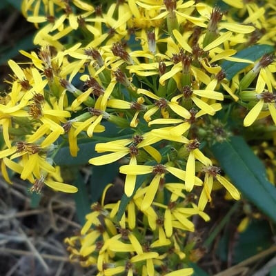 Senecio ovatus — flower