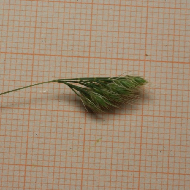 Cynosurus elegans — flower