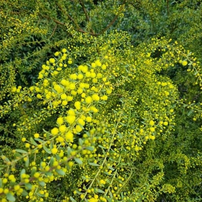 Acacia acinacea — leaf