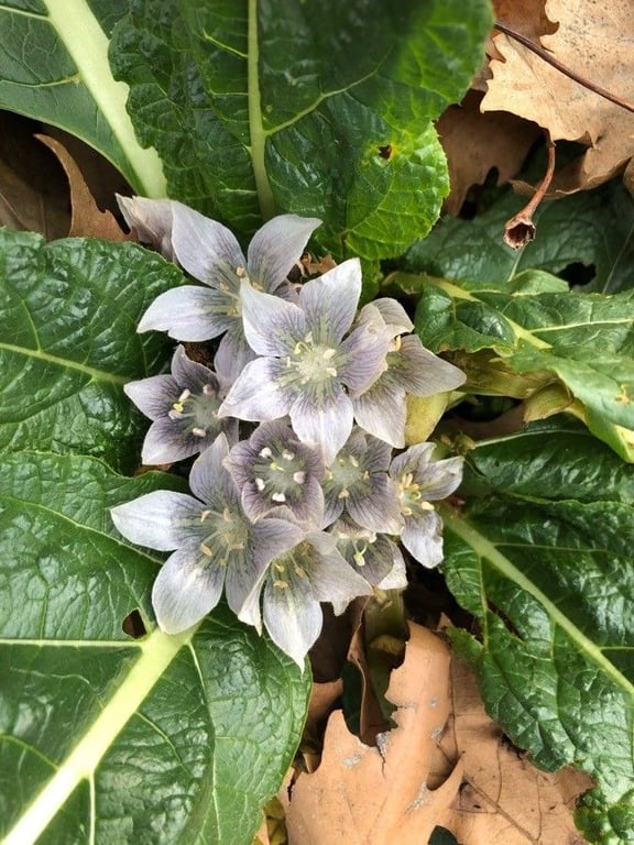 Mandrake