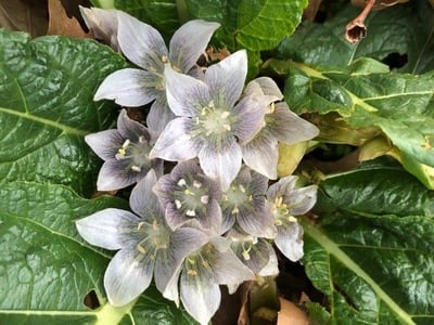 Mandrake