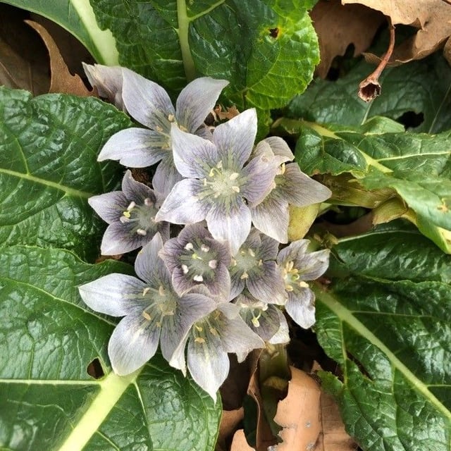 Mandrake