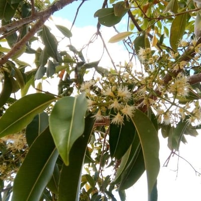 Syzygium cumini — flower