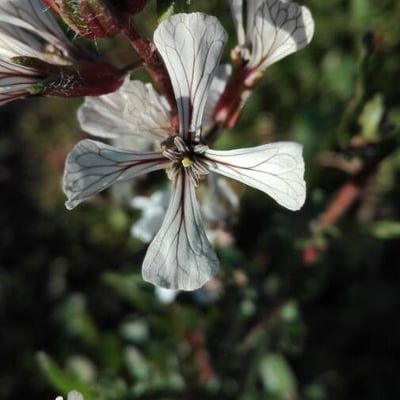 Eruca vesicaria — flower